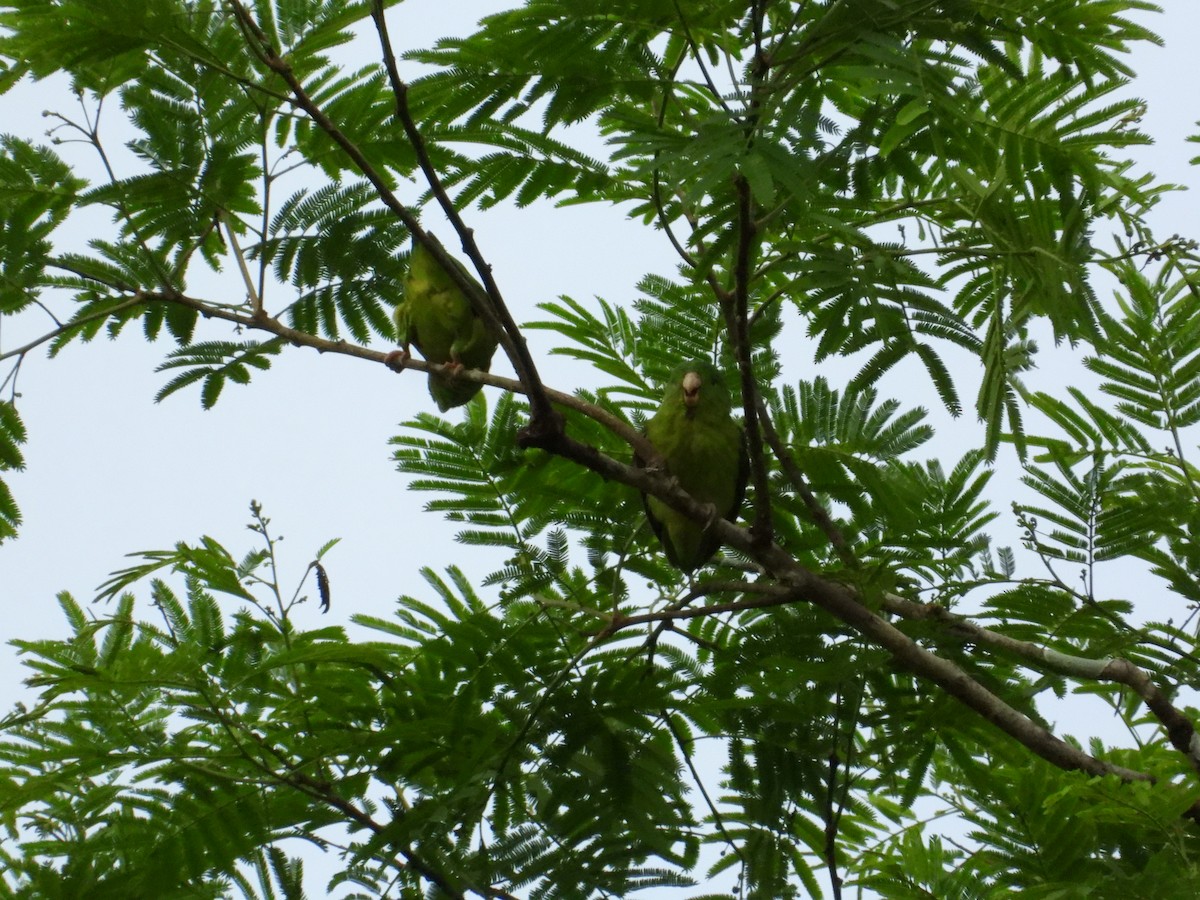 papoušíček amazonský - ML620267291