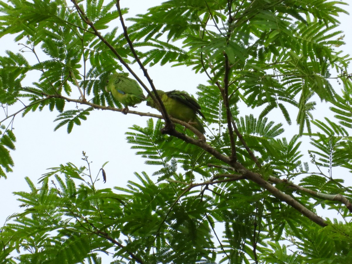 papoušíček amazonský - ML620267294
