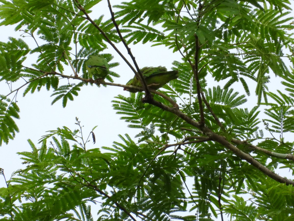 papoušíček amazonský - ML620267295