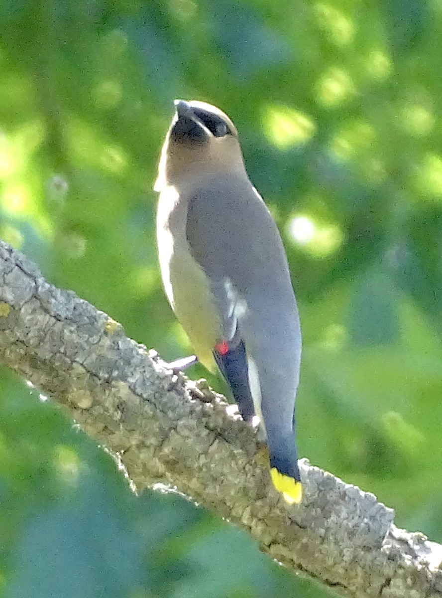 Cedar Waxwing - ML620267299