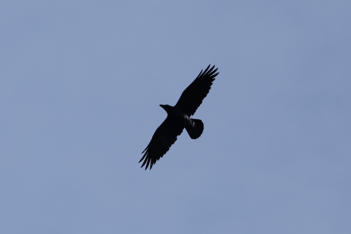 Common Raven - ML620267303