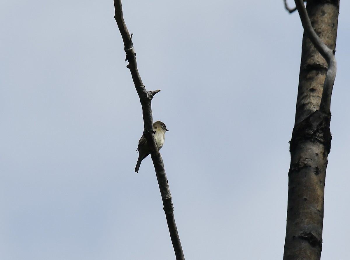 Least Flycatcher - ML620267307