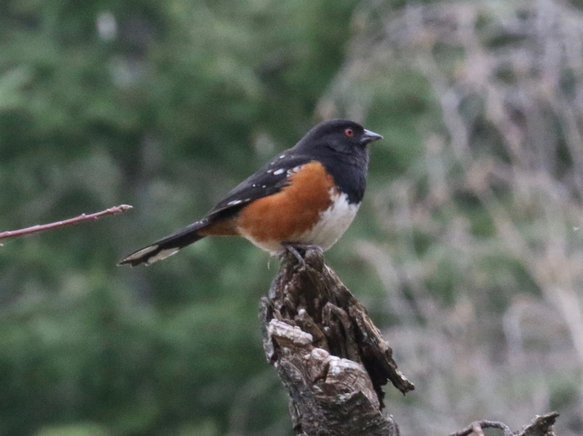 Spotted Towhee - ML620267319