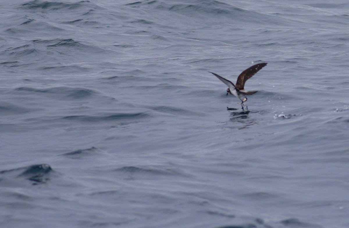 White-faced Storm-Petrel - ML620267322