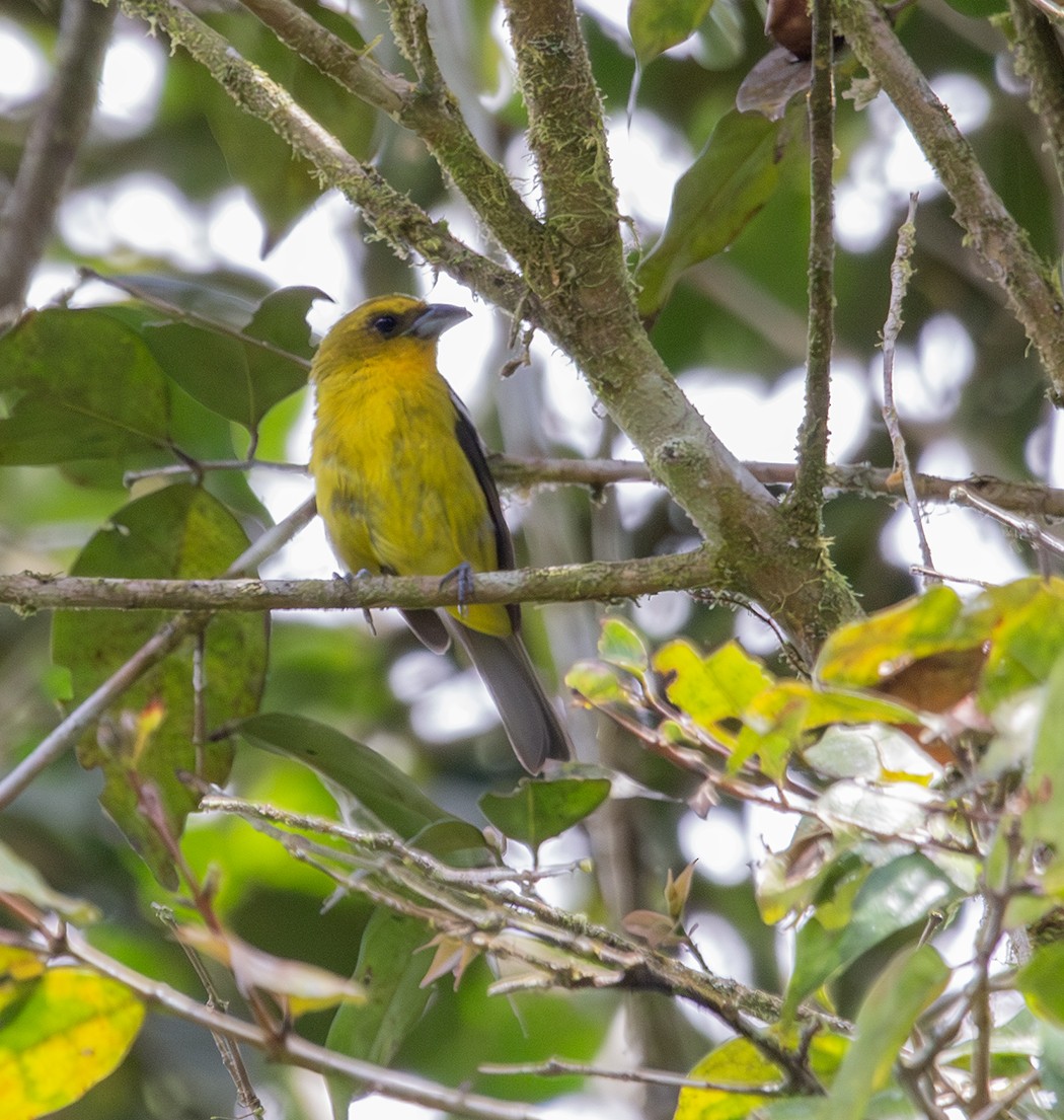White-winged Tanager - ML620267324