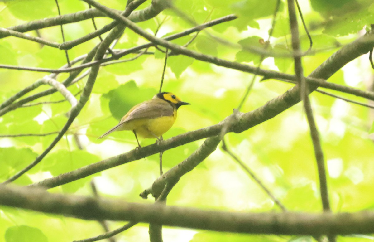 Hooded Warbler - ML620267341