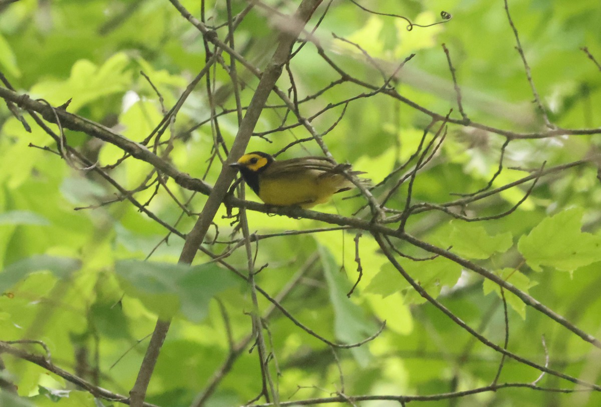 Hooded Warbler - ML620267342