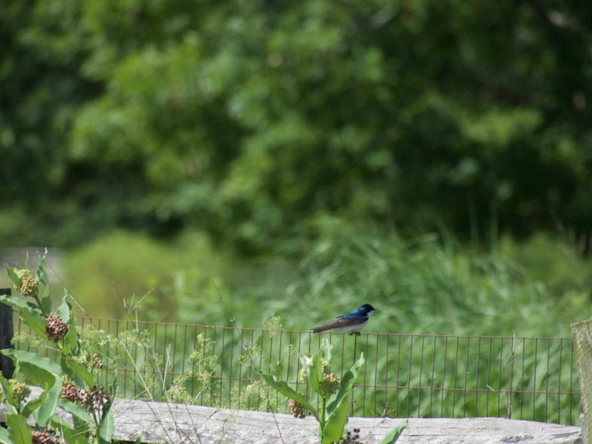 Tree Swallow - ML620267347