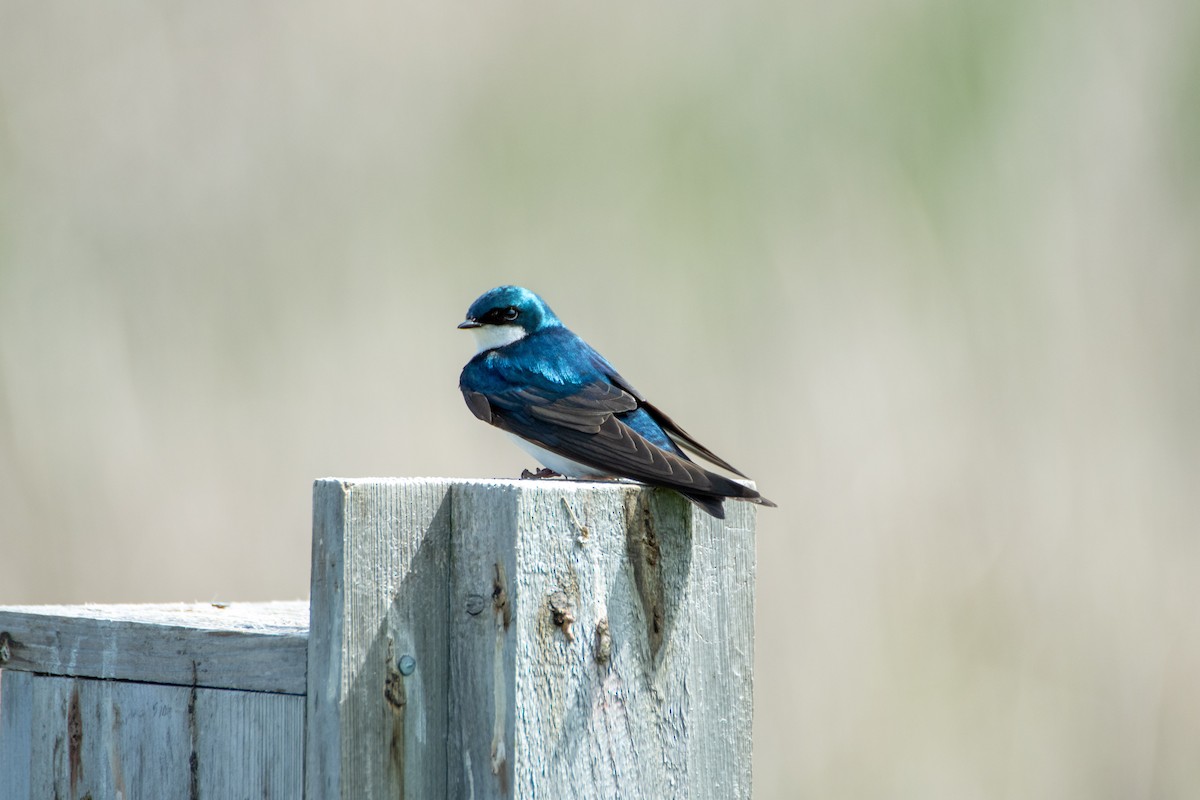 Tree Swallow - ML620267348