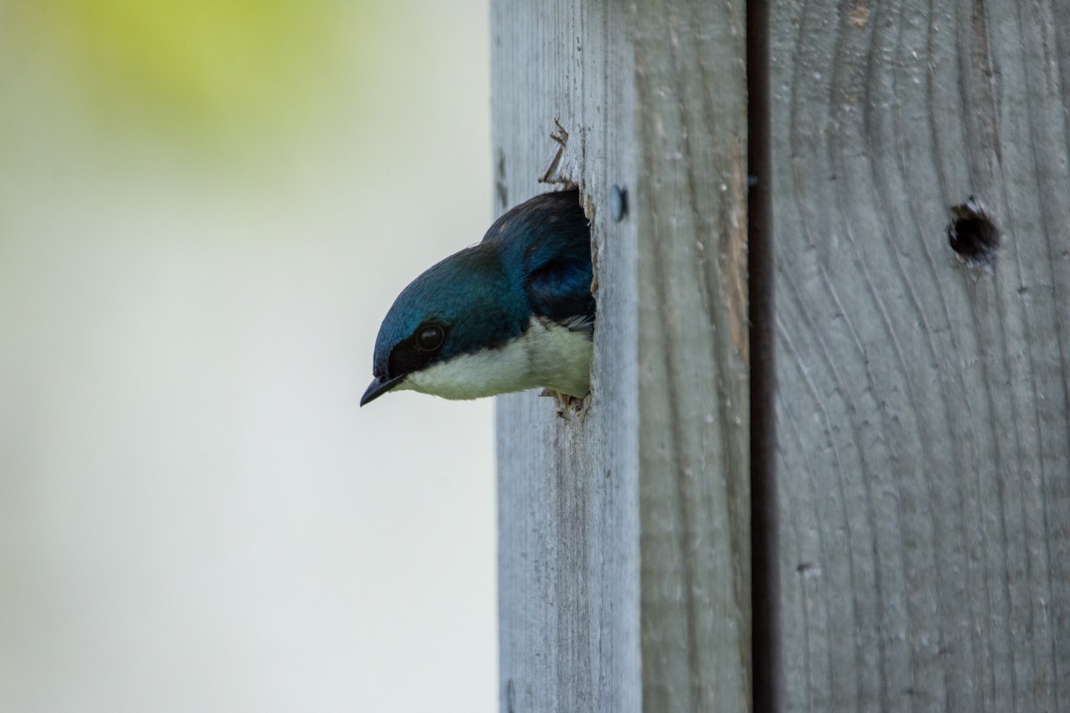 Tree Swallow - ML620267350