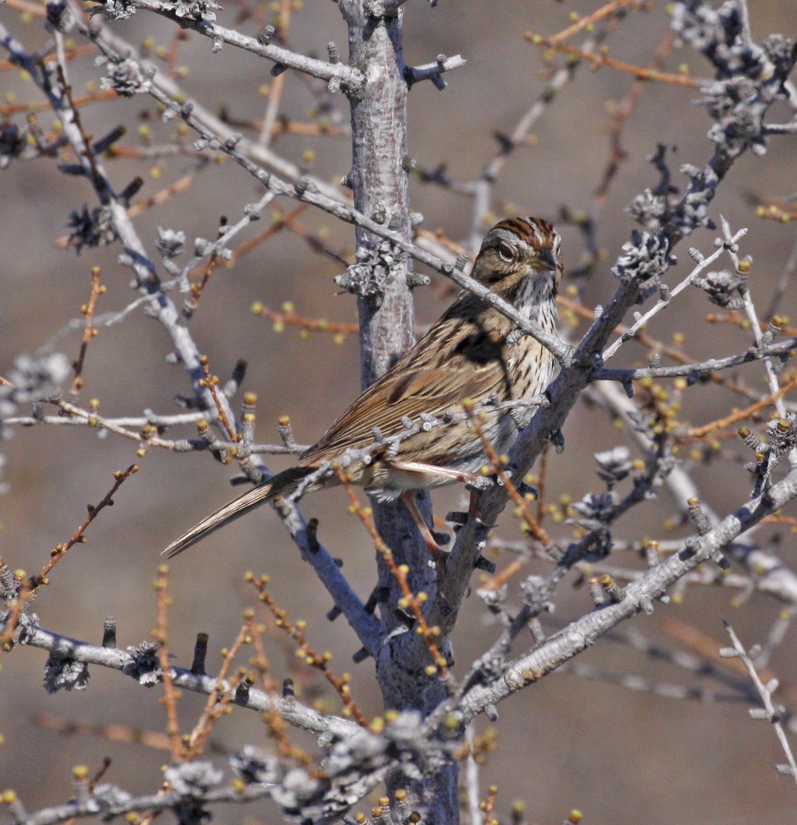 Lincoln's Sparrow - ML620267351