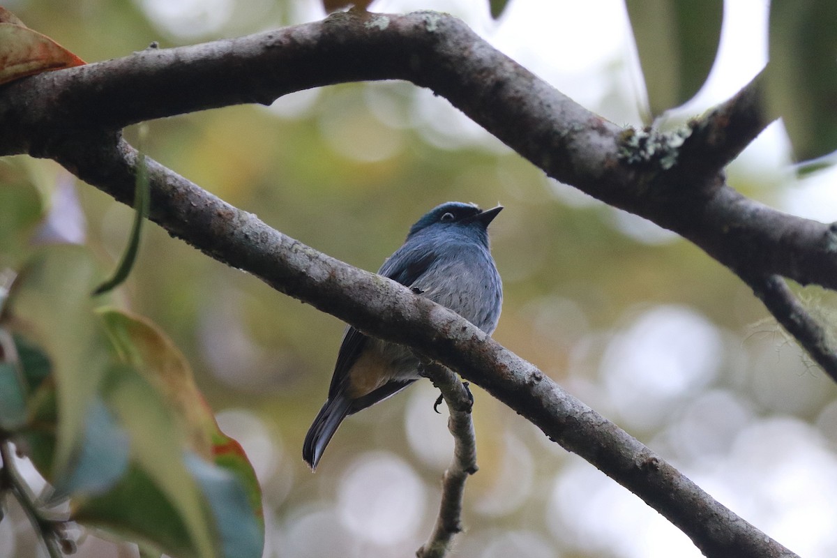 Indigo Flycatcher (Rufous-vented) - ML620267353