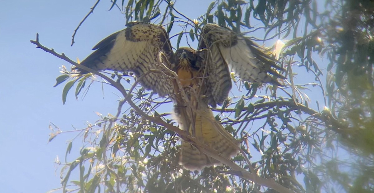 Red-tailed Hawk - ML620267367