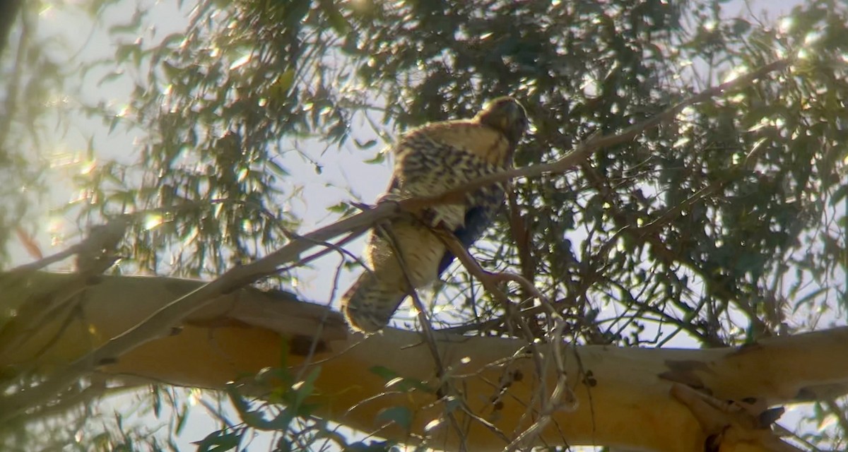 Red-tailed Hawk - ML620267368