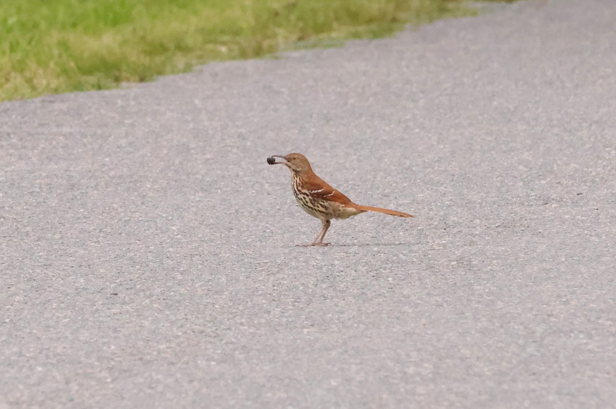 Brown Thrasher - ML620267378