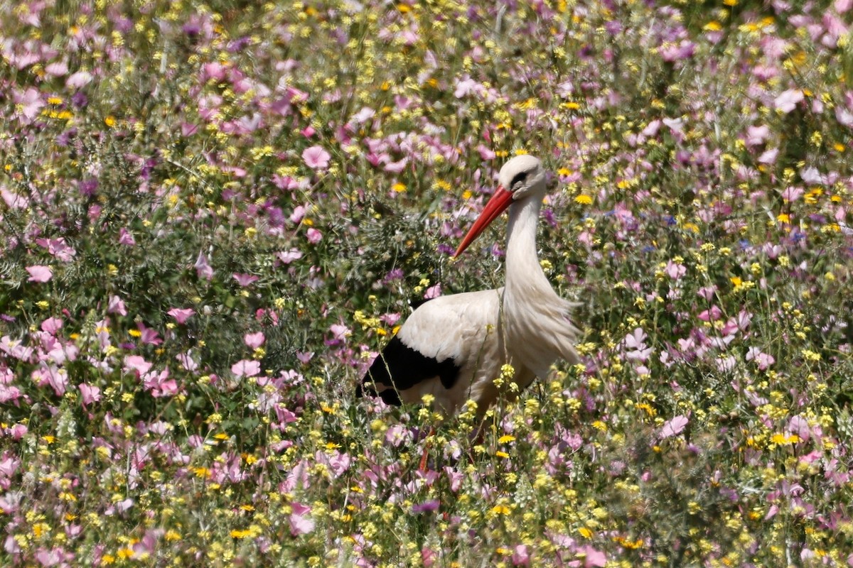 White Stork - ML620267380