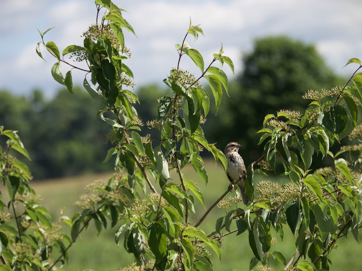 Song Sparrow - ML620267386