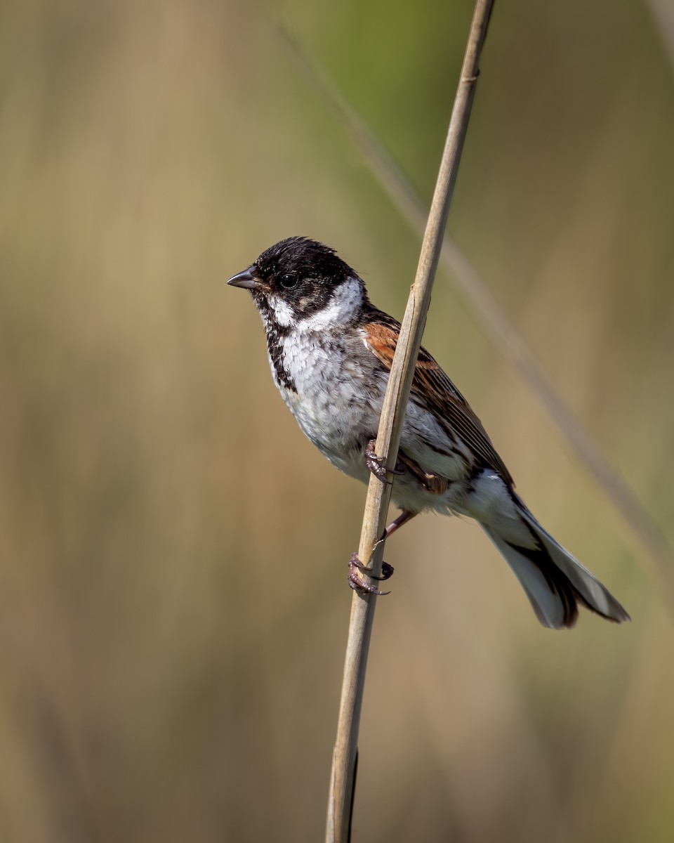 Reed Bunting - ML620267387