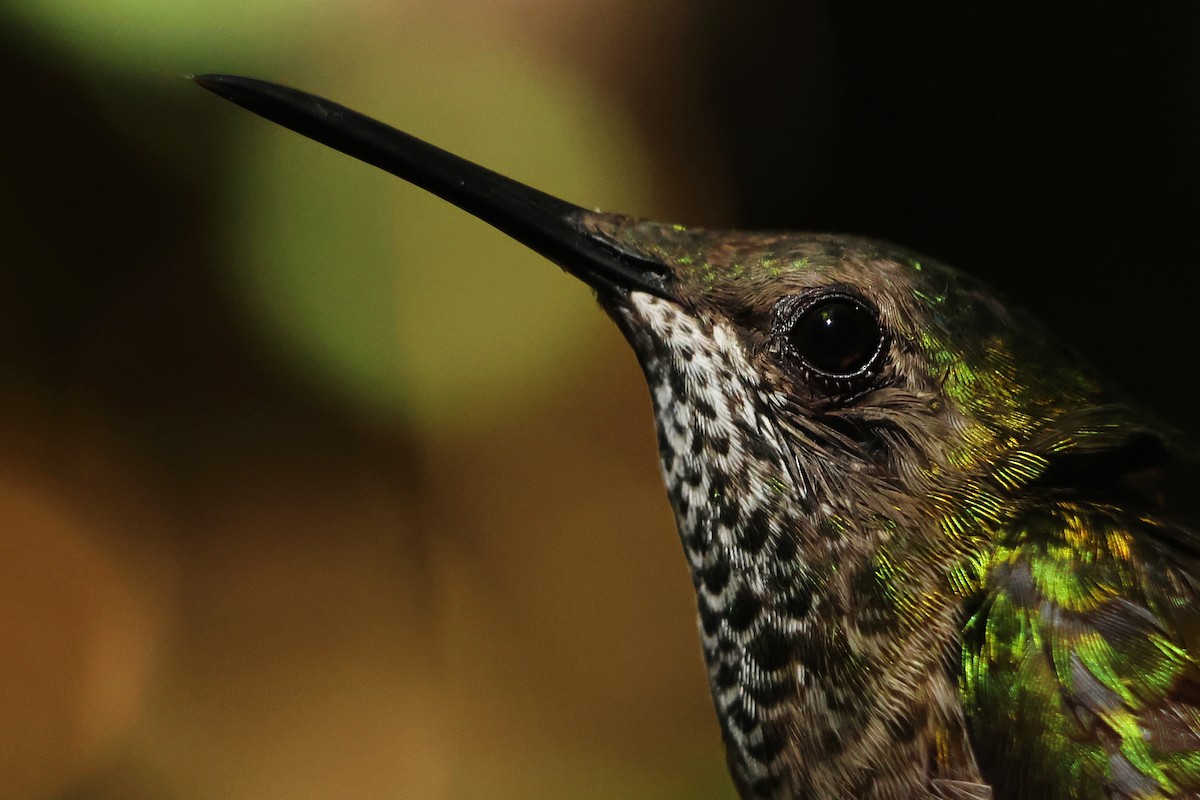 Colibrí Nuquiblanco - ML620267388