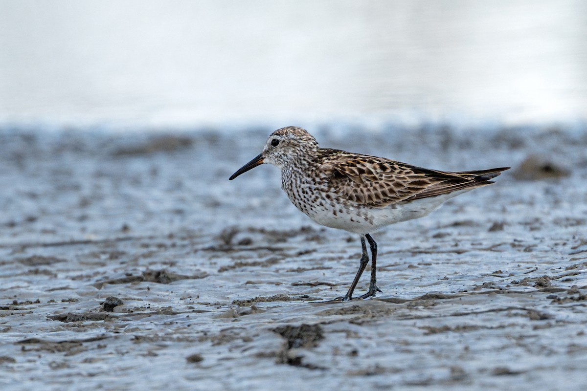 Weißbürzel-Strandläufer - ML620267391