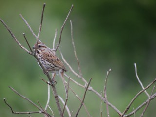 Song Sparrow - ML620267392