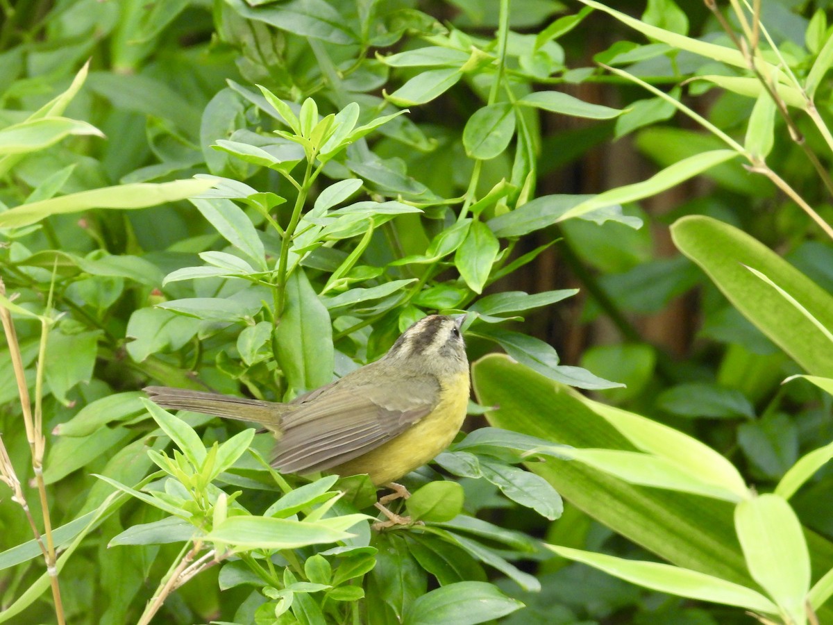 Golden-crowned Warbler - Alejandra Pons