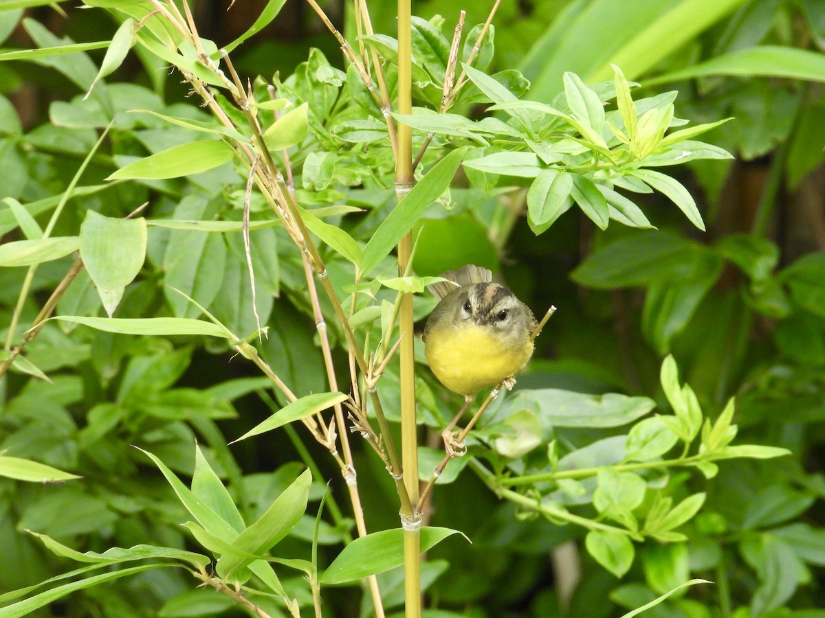 Golden-crowned Warbler - ML620267399