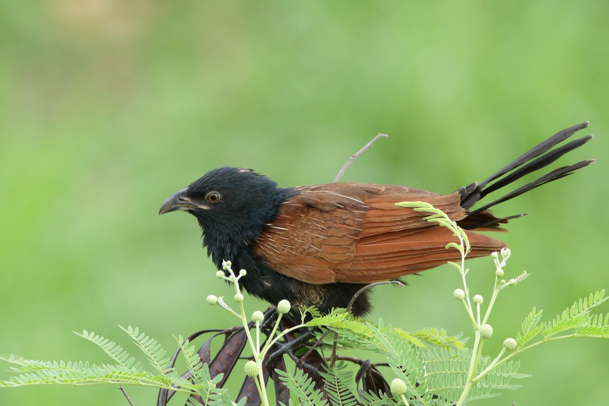 Lesser Coucal - ML620267402