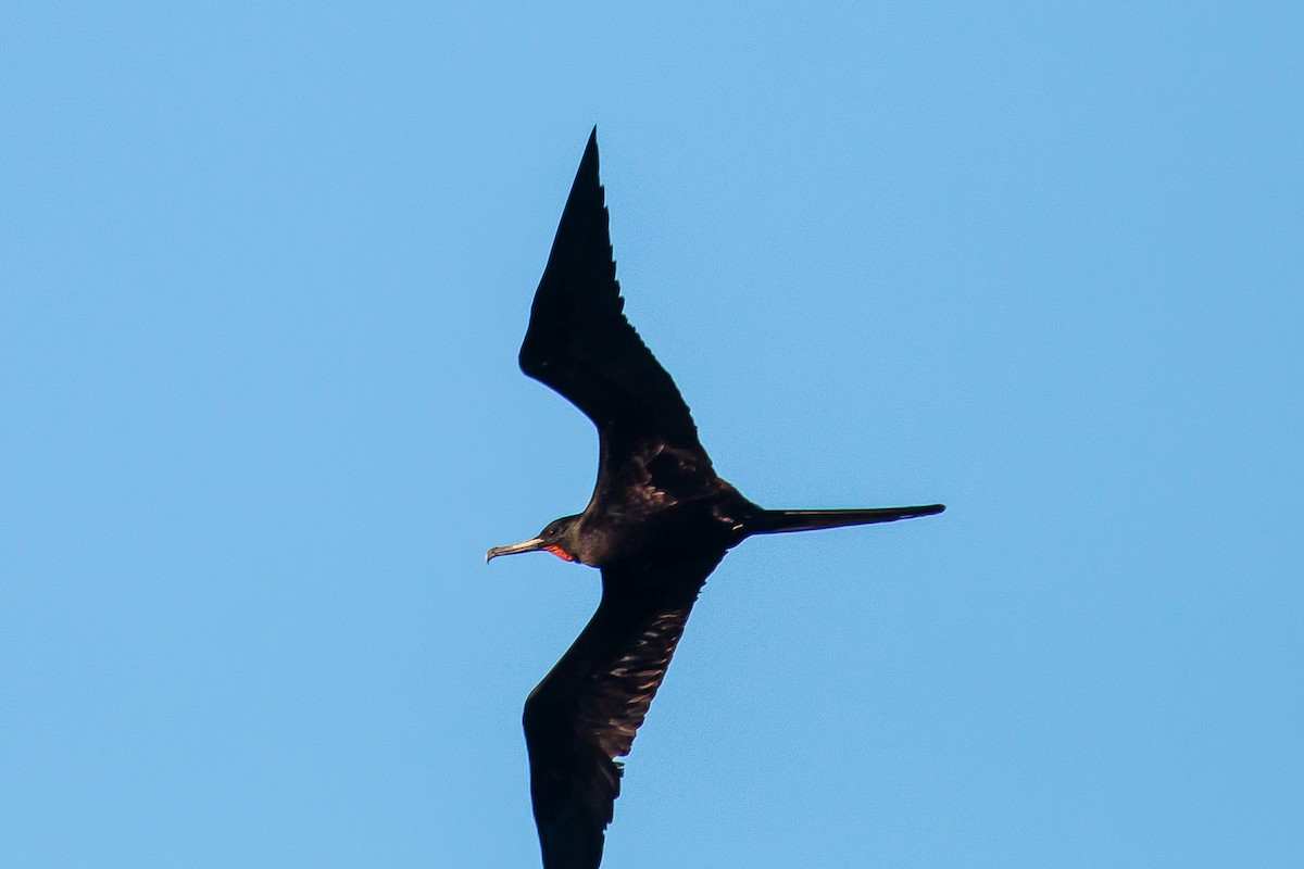 Great Frigatebird - ML620267406