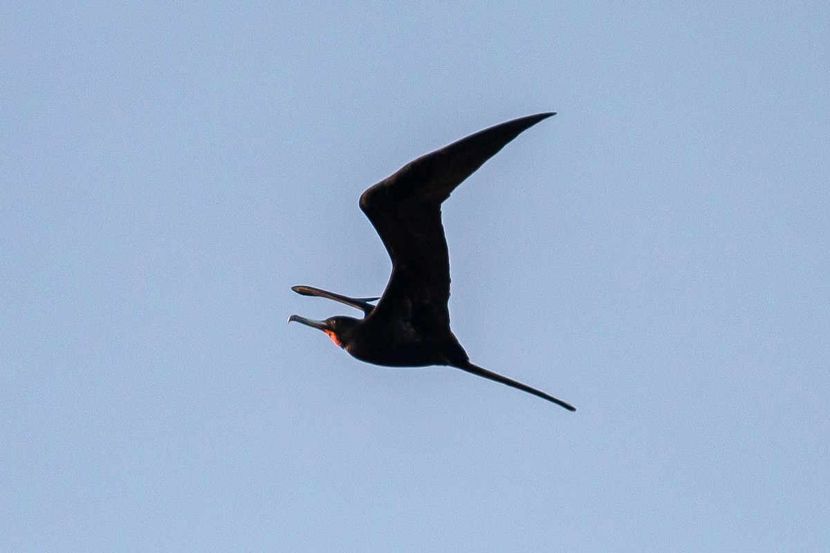 Great Frigatebird - ML620267407