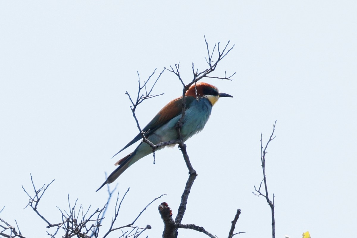 European Bee-eater - Denis Tétreault