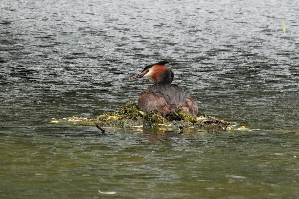 Great Crested Grebe - ML620267413