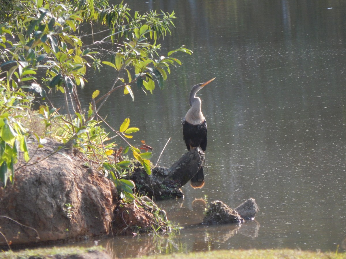 Anhinga Americana - ML620267420