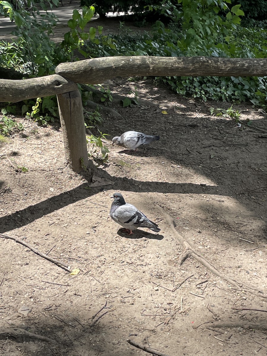 Rock Pigeon (Feral Pigeon) - ML620267422