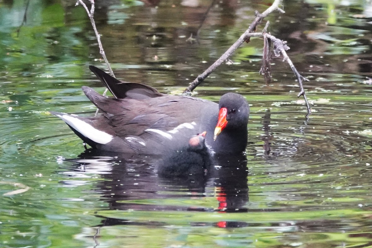 Gallinule poule-d'eau - ML620267423