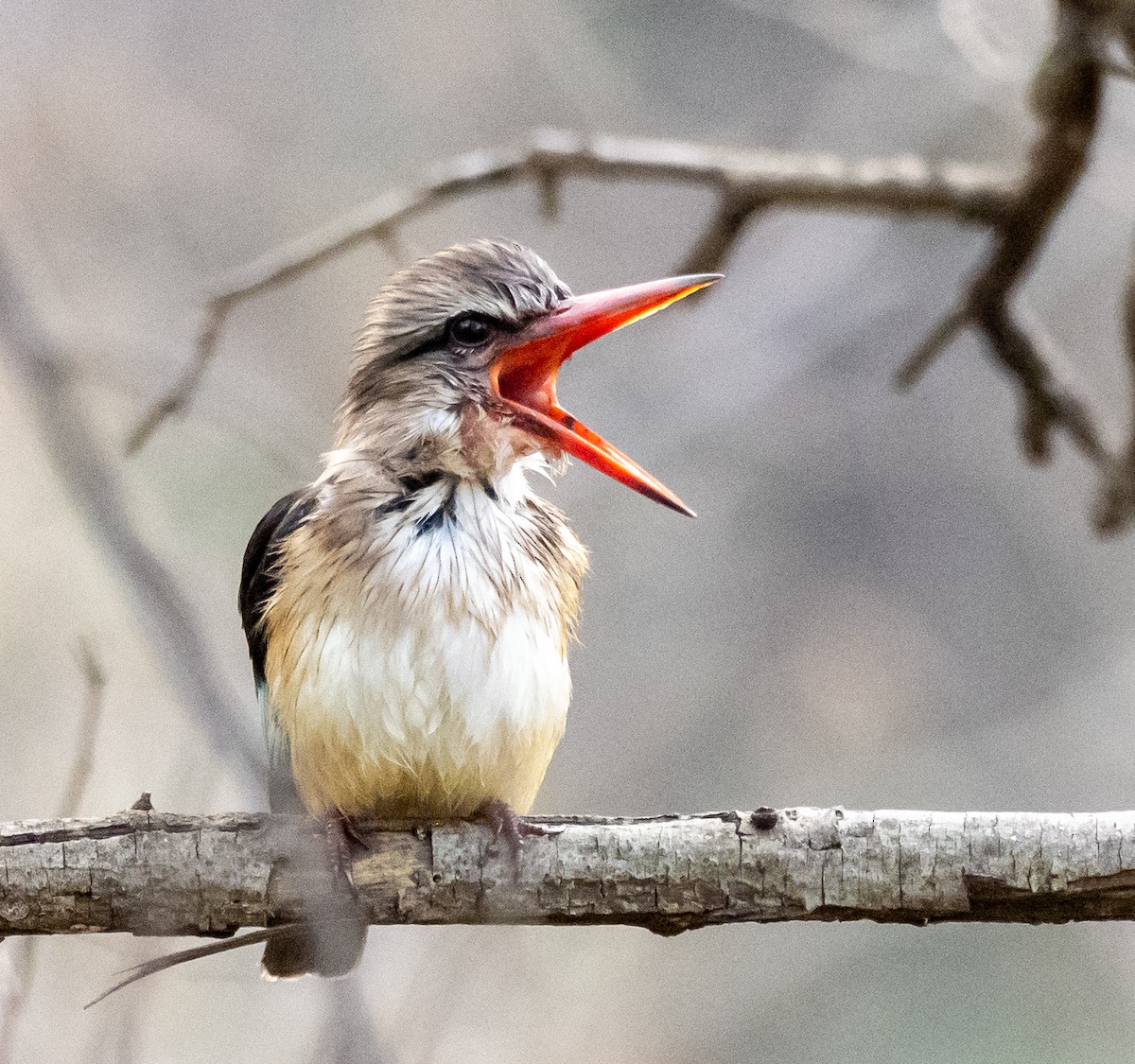 Brown-hooded Kingfisher - ML620267428