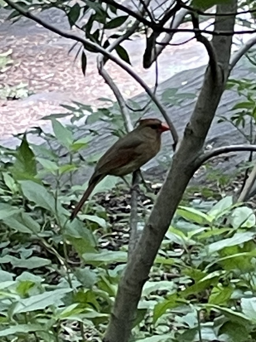 Northern Cardinal - ML620267437