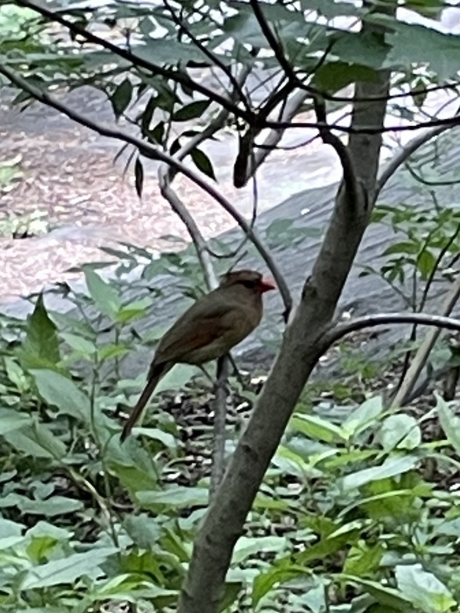 Northern Cardinal - ML620267439