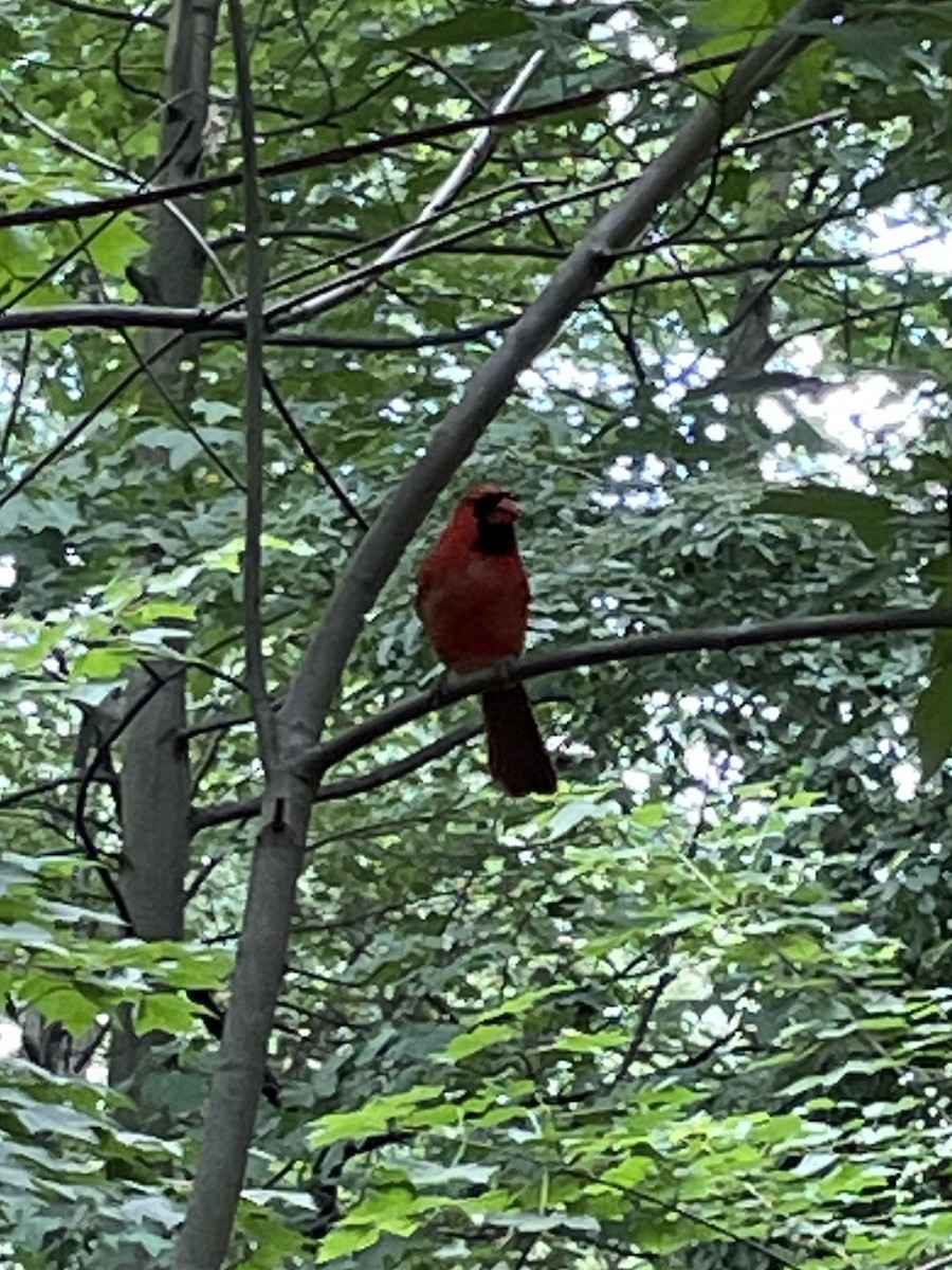 Northern Cardinal - ML620267440