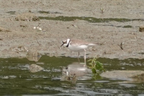 Little Ringed Plover - ML620267441