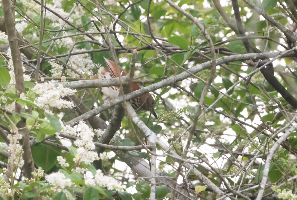 Brown Thrasher - ML620267445