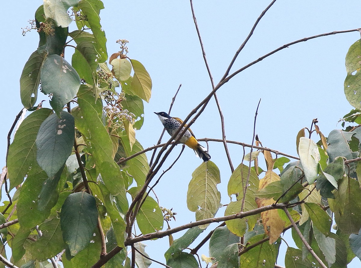 Scaly-breasted Bulbul - Neil Osborne