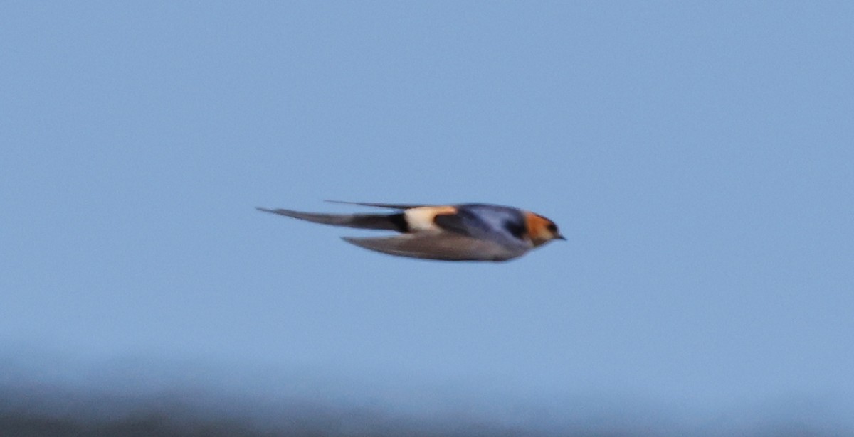 Red-rumped Swallow - ML620267452