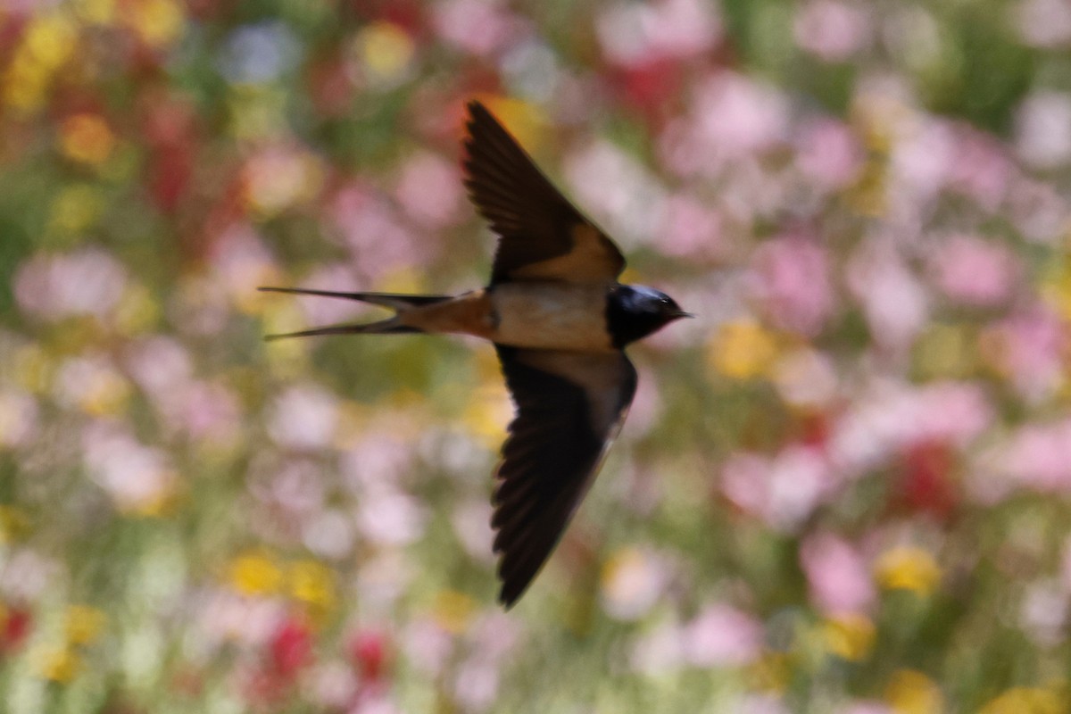 Red-rumped Swallow - ML620267453