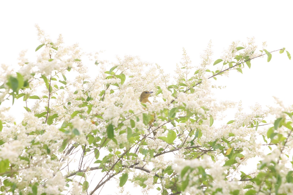 Orchard Oriole - ML620267454