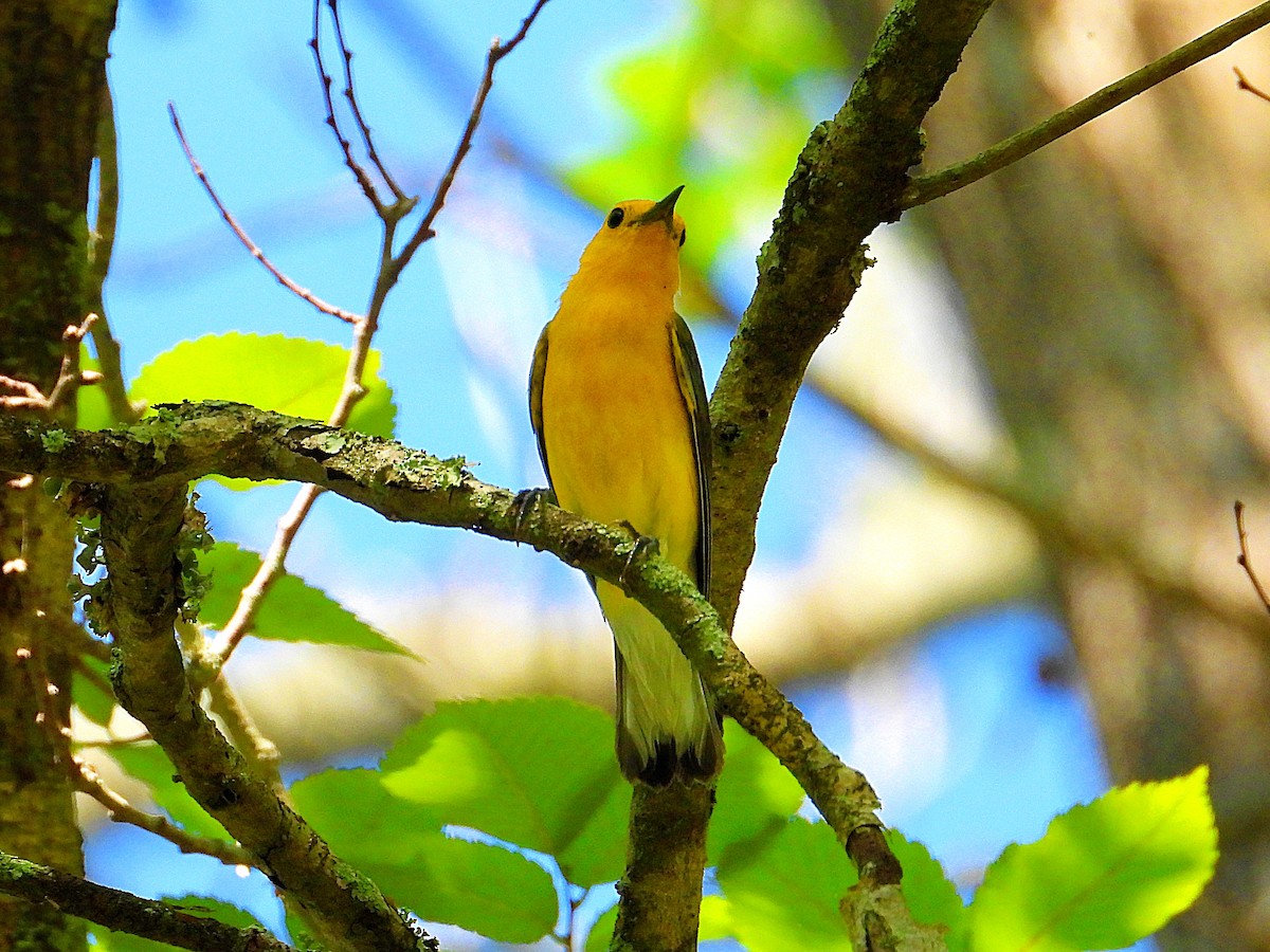 Prothonotary Warbler - ML620267460