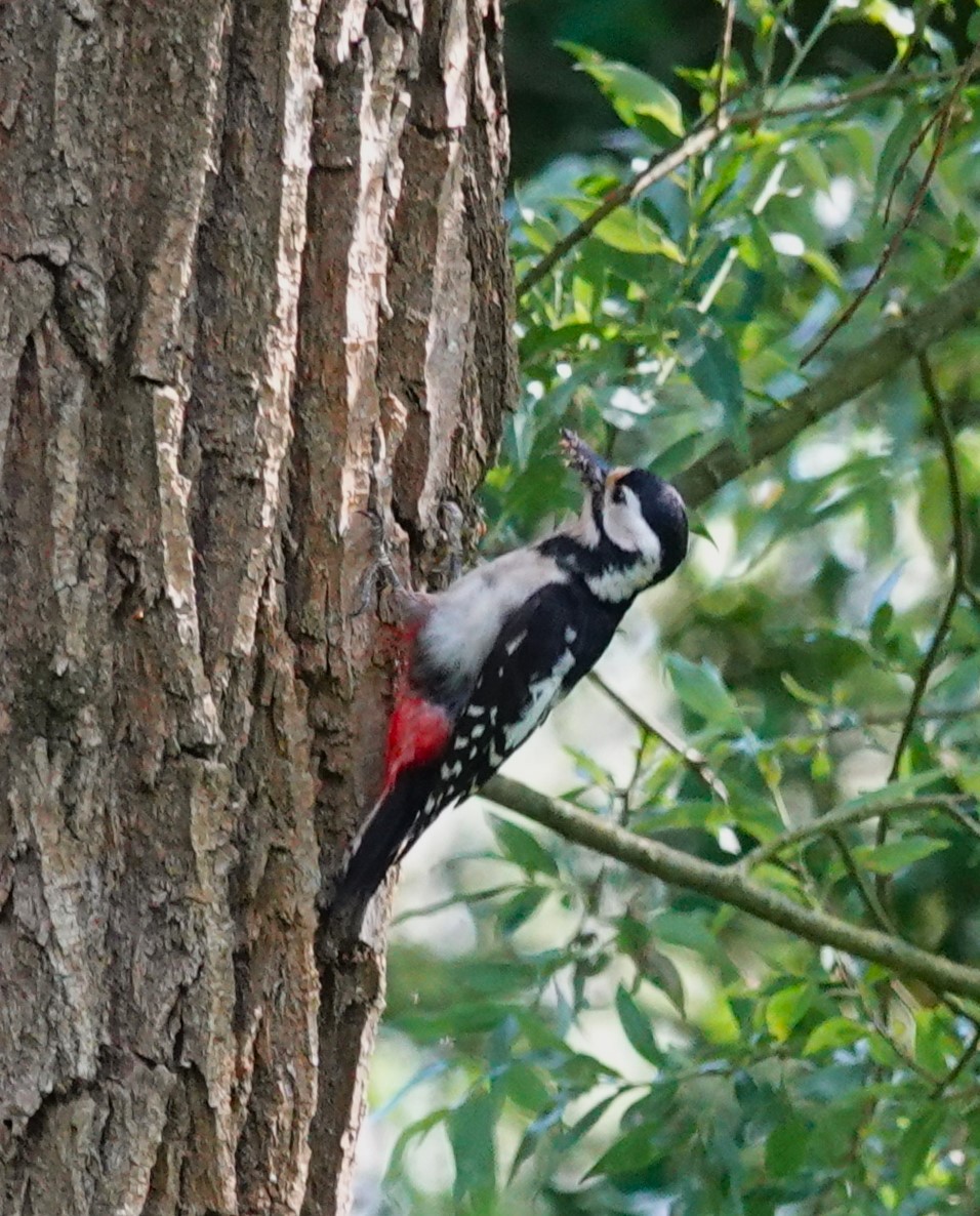 Great Spotted Woodpecker - ML620267461