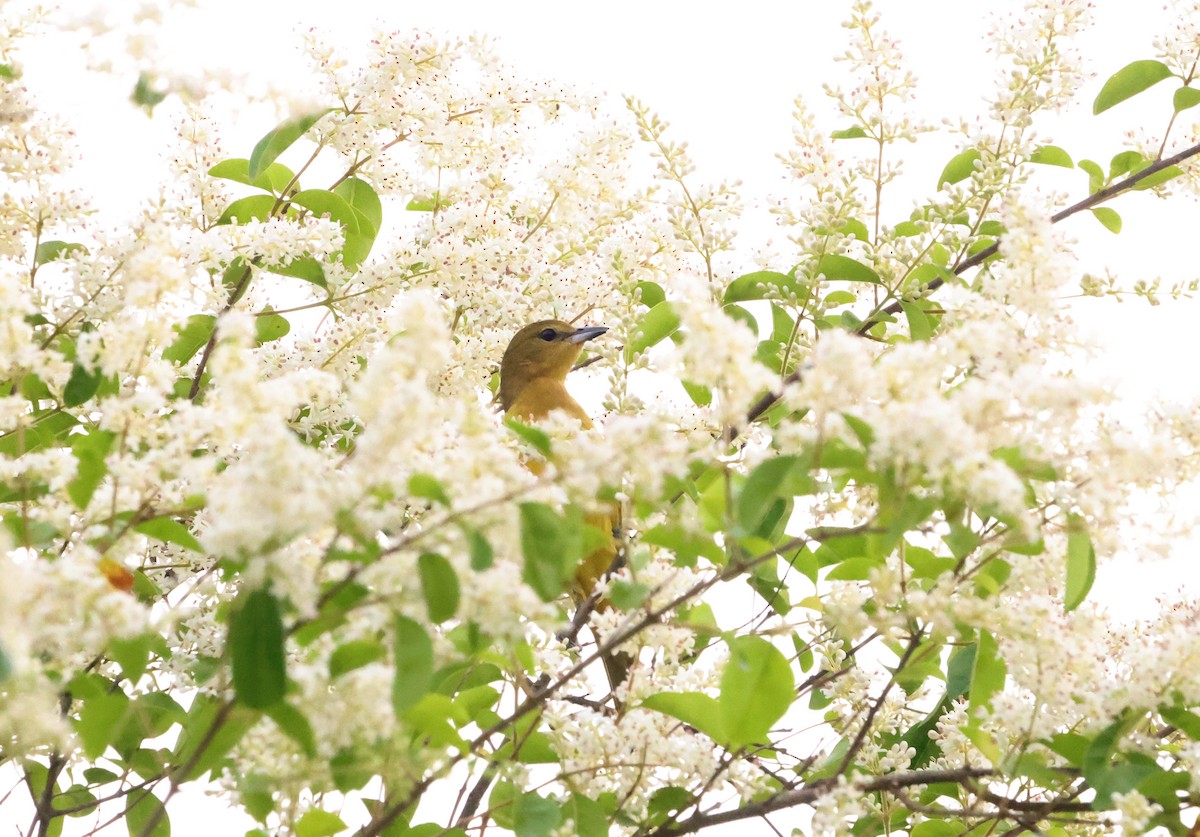 Orchard Oriole - ML620267464