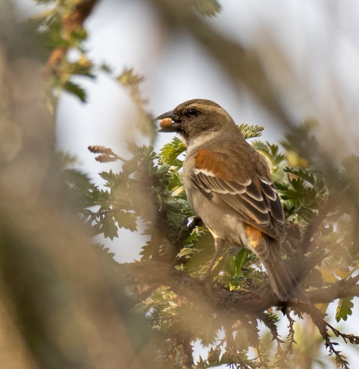 Cape Sparrow - ML620267467