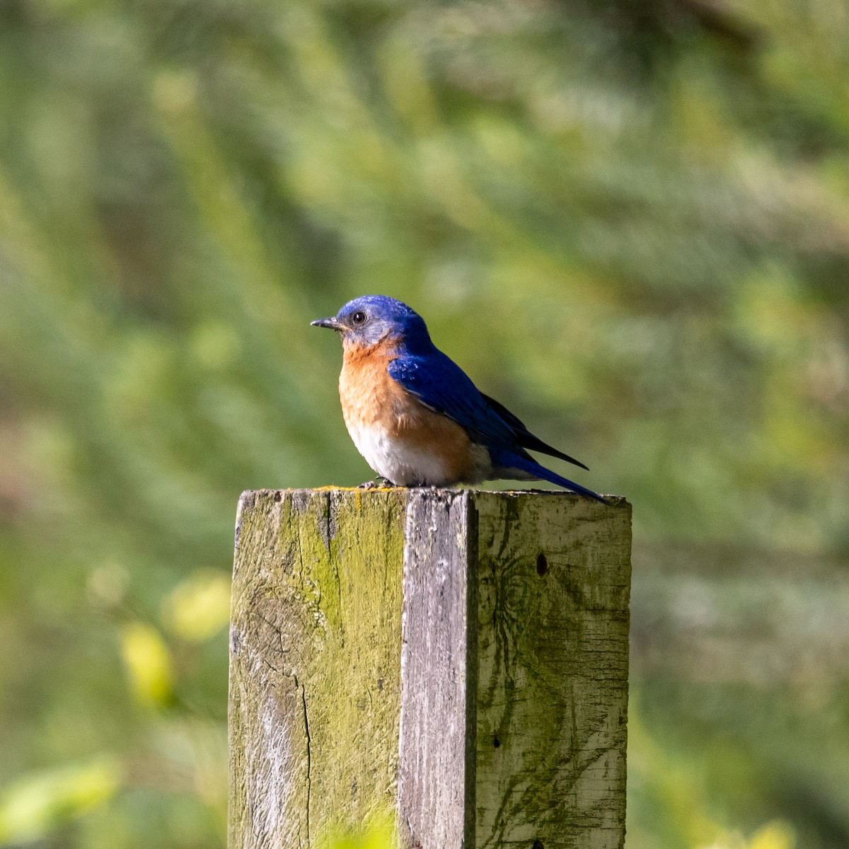 Eastern Bluebird - ML620267472